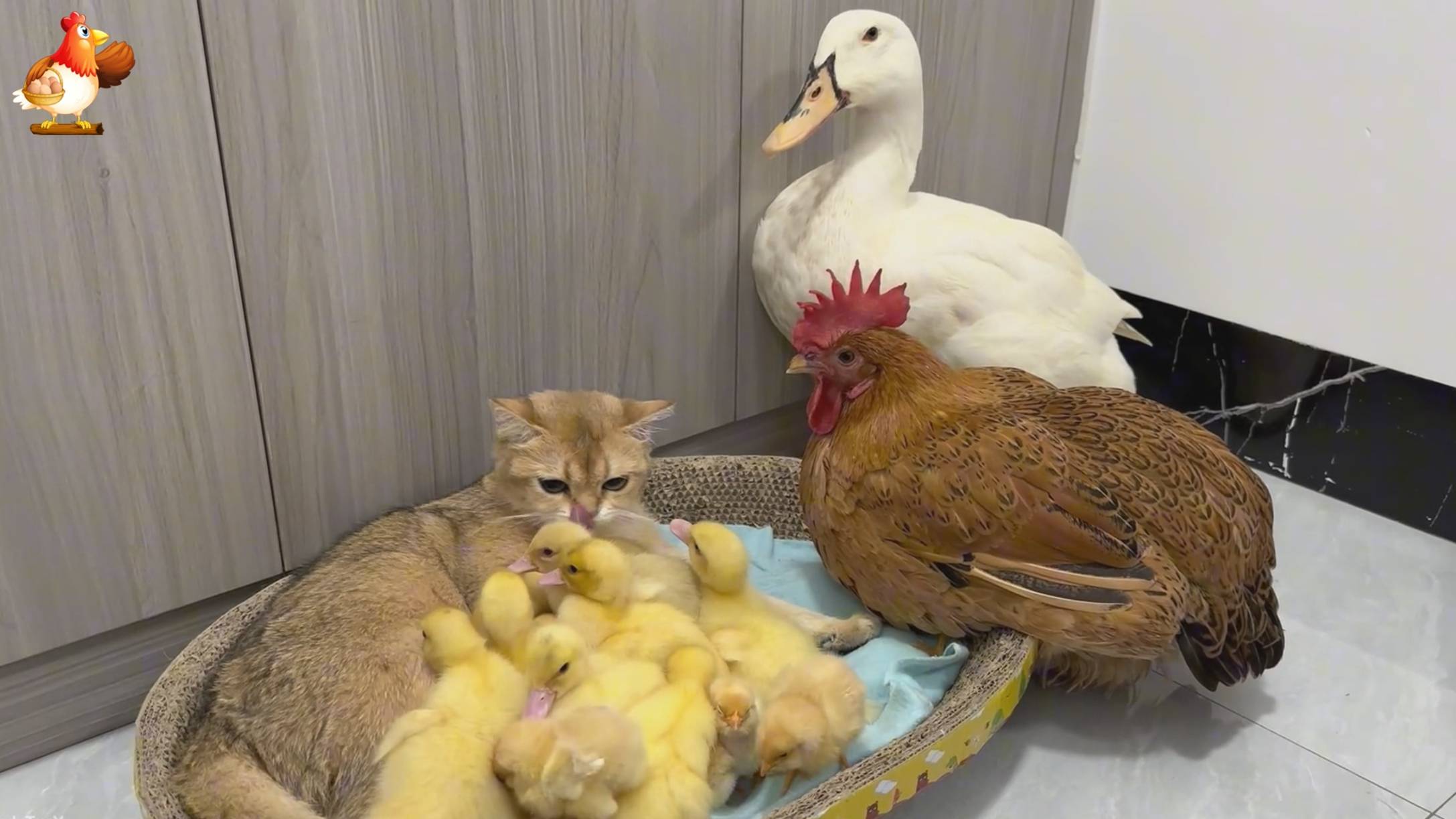 Утка и курица с малышами - туту полное доверие ❣️🤗😂