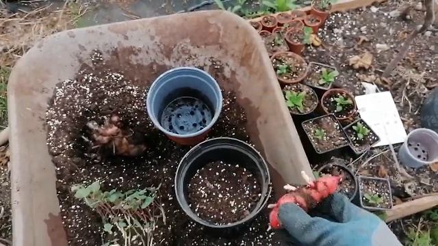 Growing more edibles - Chinese Artichoke, Oca, Mashua, Yacon