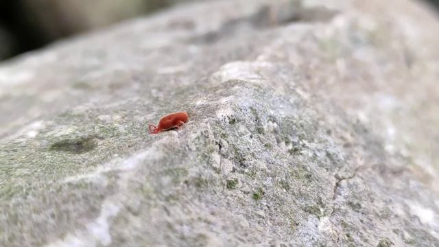 Trombidium species - Red Velvet mite species