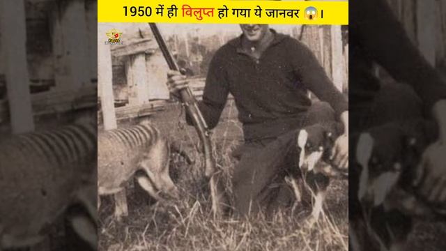 1950 में ही विलुप्त हो गया ये जानवर 😱 #shorts#youtubeshorts #amazingfacts