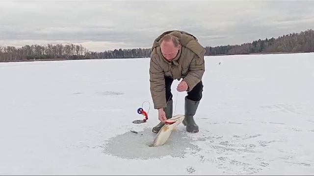 проверка жерлиц 03.02 щука на 4.6 кг