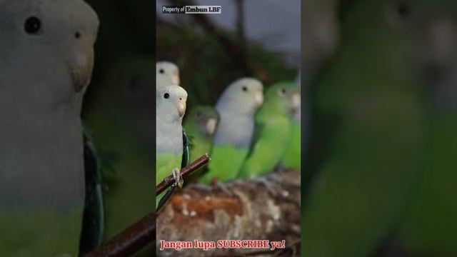 Jenis jenis burung lovebird, agarponis cana, agarponis canus, madagaskar lovebird