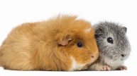 Guinea Pig Farming How to Start a Profitable Guinea Pig Farm | Awesome Guinea Pig Farming Technique