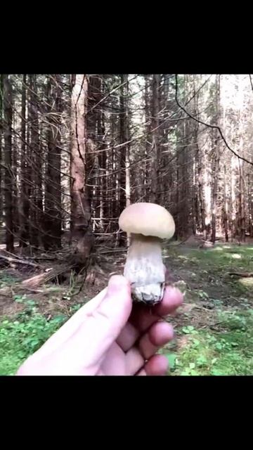 💥ГРИБЫ ПРУТ на РАДОСТЬ ГРИБНИКА! #природа #грибы2023 #россия #отдых #shorts