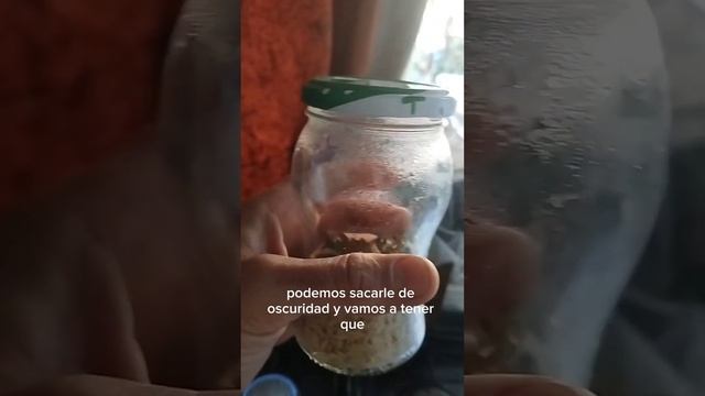 reproducción de trichoderma