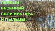 Куда летят пчёлы после зимовки shorts