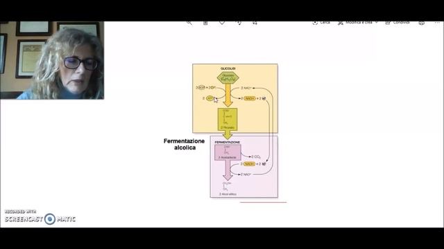 Fermentazione alcolica