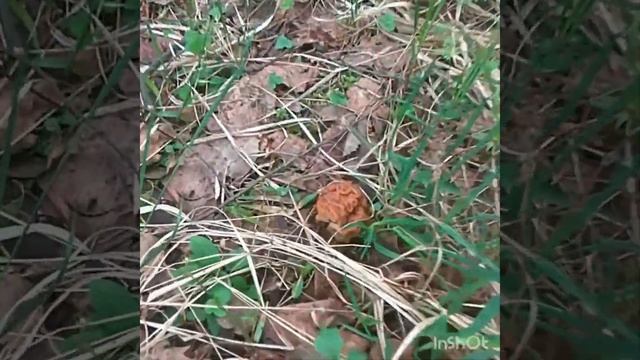 Сбор строчков,6 мая 2018 год