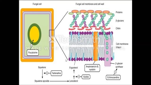 Antifungal Part 2