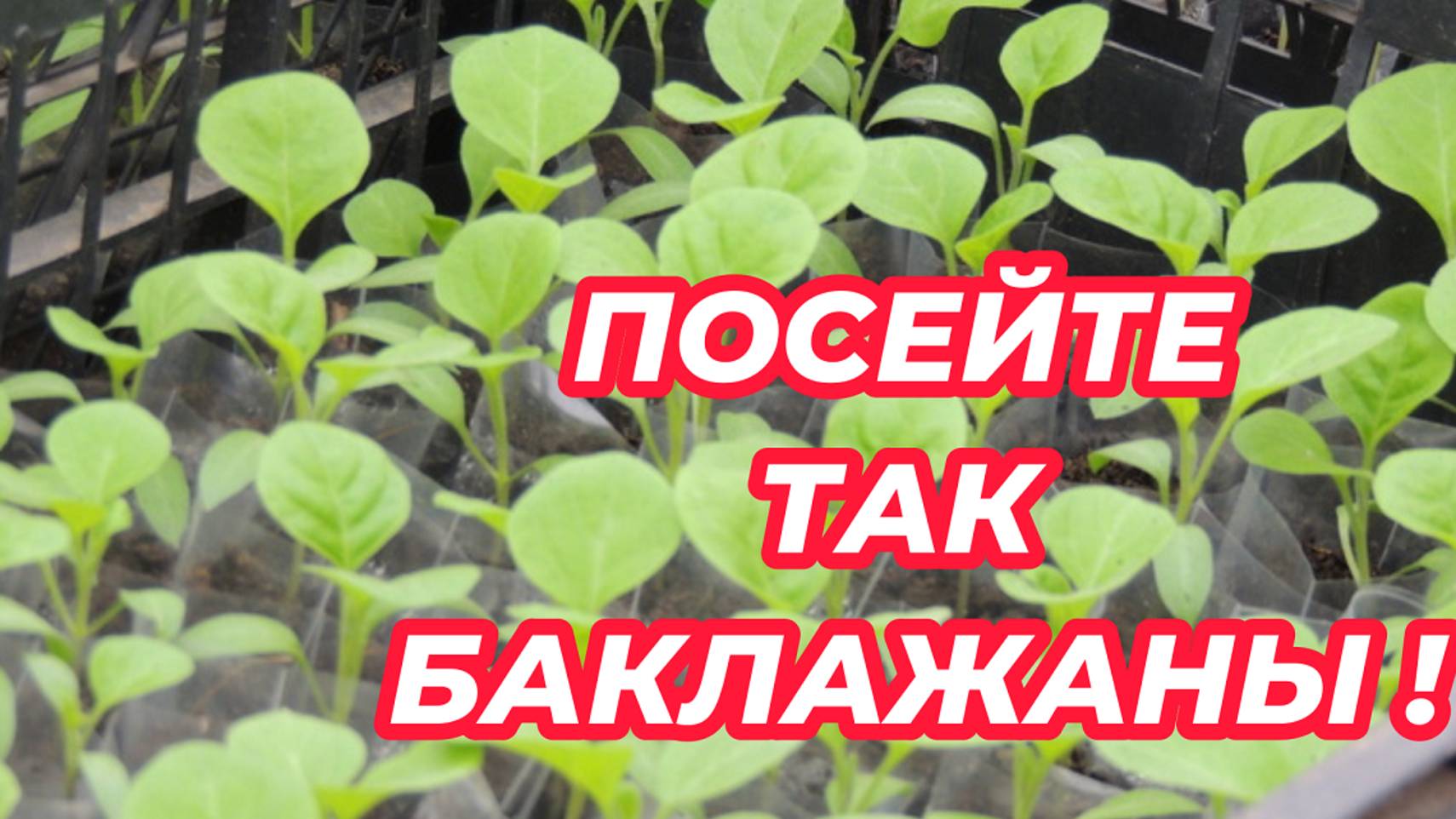 ПОСЕВ семян БАКЛАЖАНОВ на рассаду без земли. Лучший способ выращивания баклажанов из семян!