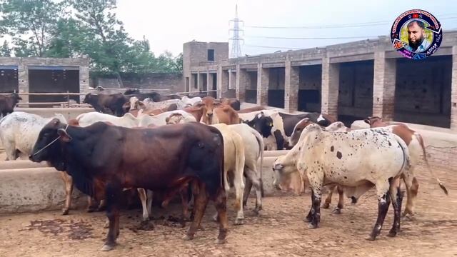 2 CORE Investment Bachro Ka Farm || Parofit able Business || Business talks official