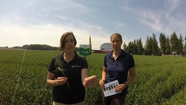 FSP Out Standing In Your Field of WHEAT