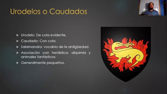 Gimnofiones y Urodelos
