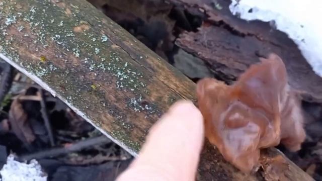 Ого урожай! Смотрите какие грибы в декабре в лесу