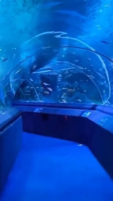 El acuario gigante de Turquía #fishtank