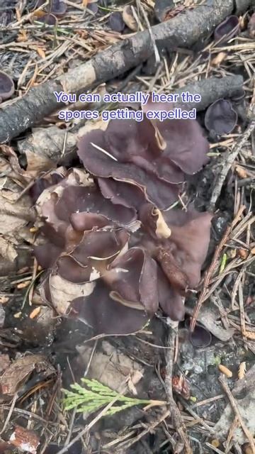 Ascomycete Sac-Fungi and Cup Fungi Squirting Out Spores After Blowing On Yhem