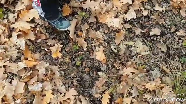 Ездили на природу собирали терн и грибы, и увидели на речке одинокого лебедя!!!