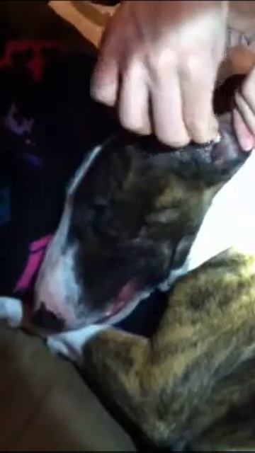 Mini bull terrier gets ears cleaned