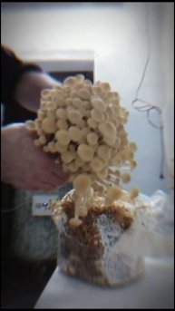 Бизнес на грибах #мухомор #ежовикгребенчатый #кордицепс