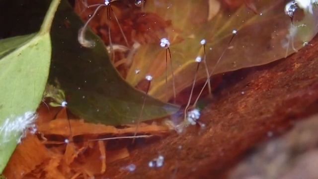 Hoverfly larvae 'rat-tailed maggots' in tree cavity