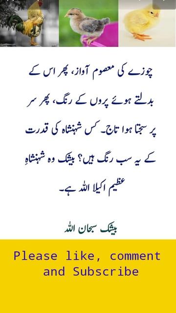 #ytshorts #ytshortsfeature #religion #urduquotes #islamicurdu #newsfeed #ytshortsindia #ytshortsvid