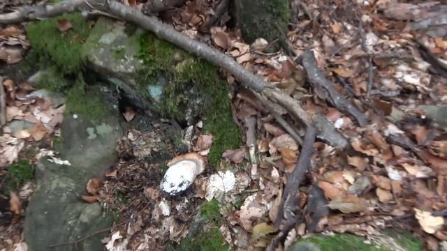 Una bella giornata a raccogliere funghi porcini con Pedro