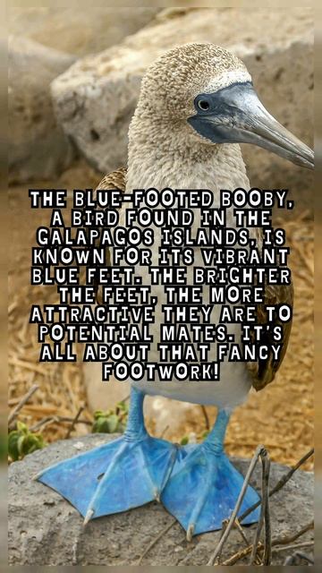 Blue footed booby fact