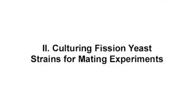 Microscopy Of Fission Yeast Sexual Lifecycle l Protocol Preview