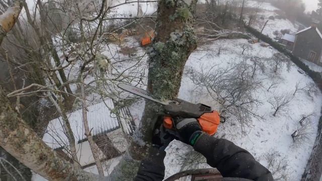 Ash dieback project. Intro: part1 #husqvarna #tree #climbing  #540i #foryou #fypシ #fyp