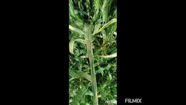 Wheat disorders( Septoria Tritici blotch)..( identification, symptoms and control measurements)