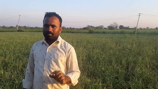 DÌSEASE CONTROL ÌN GARLIC CROP BY SPRAYING THE TRICHODERMA AND PSEUDOMONAS