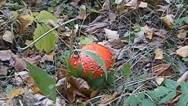 Forest mushrooms in 2015! Super amanita!