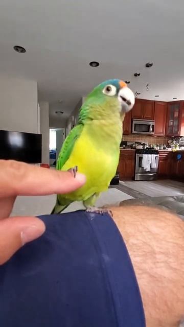 Half Moon Conure talking Говорящий попугай Ева