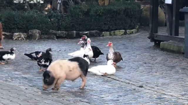 Silvia Hahn Silvester Hotel Lochmühle 31.12.2017