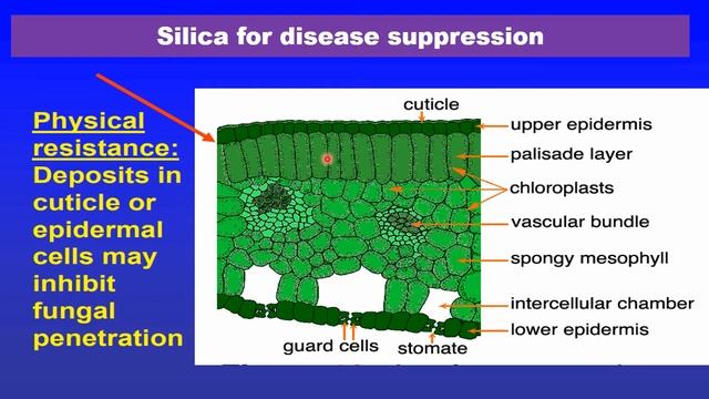 Disease suppression without fungicides can it be done?