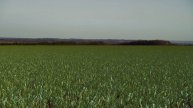 We still rock oilseed rape... do you?