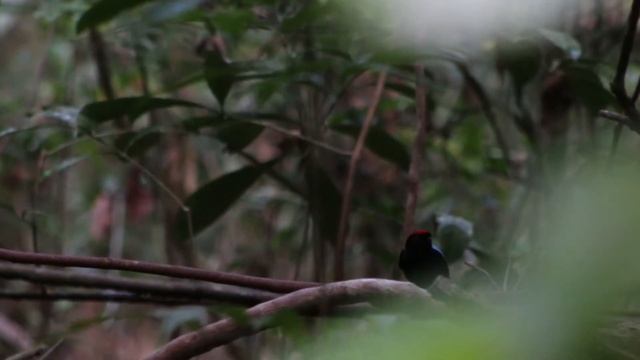 Tangará-príncipe (Chiroxiphia pareola) - Blue-backed Manakin - RPPN Engenho Gargaú, Santa Rita - PB