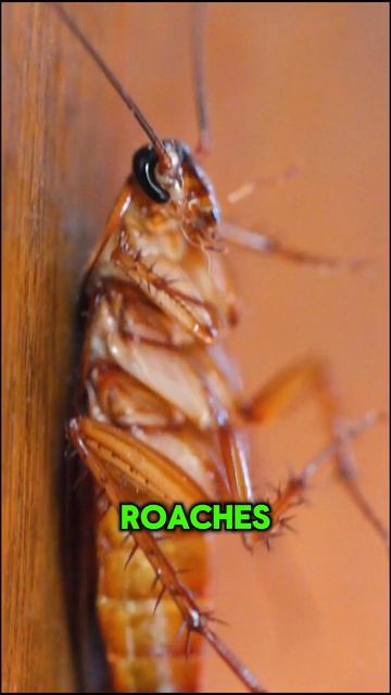 How To: Clear Out Roaches From Your House Safely