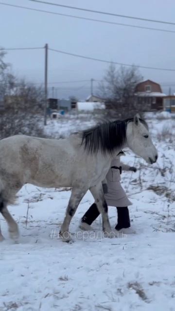 Занятие с лошадью на свободе.КТК Конерадость. с Фаиром Марьяна и Александра.