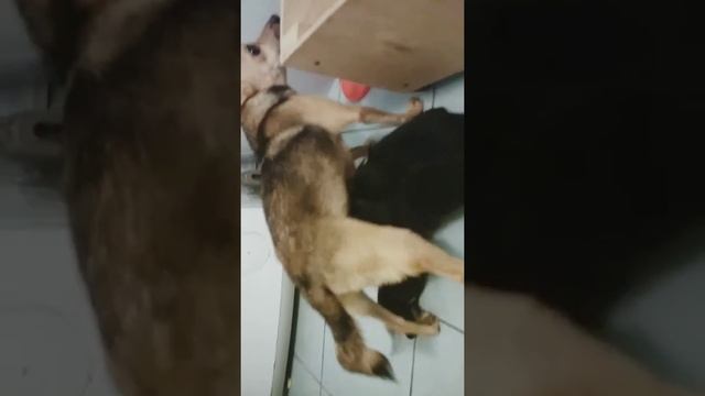 Люси кормит щенят