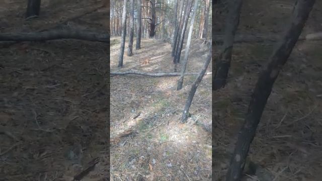 Маслята хоть косой коси. Сбор грибов на скорость.