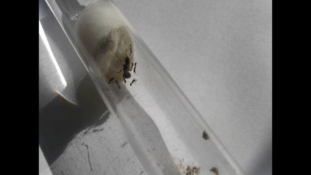 Tetramorium.caespitum