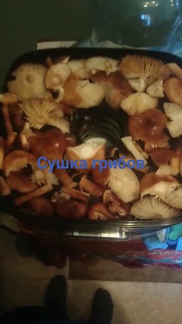 #грибы#сушка#опята#осень#пятница