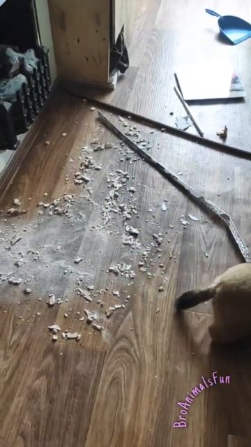 Не держите Суслика 🐿️ Дома 🥲 Funny Animals 😁 #shorts