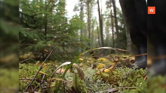 Ретроспектива-2011: в разгаре сезон тихой охоты