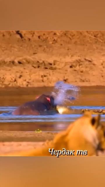 A crocodile stole a baby from hippos. #animals  #animalshorts