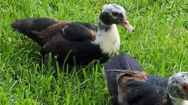 Muscovy mama with two month old youngster