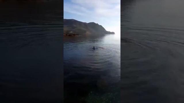 Предновогодний заплыв. Судак. Меганом