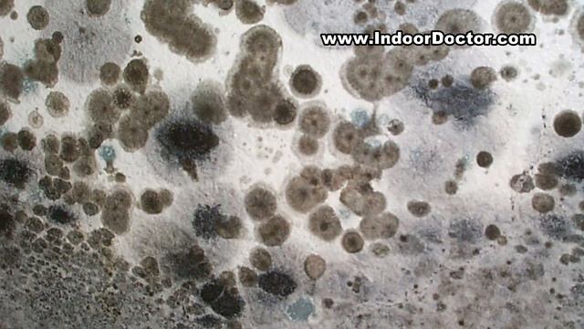 Mycotoxins and Mold by IndoorDoctor