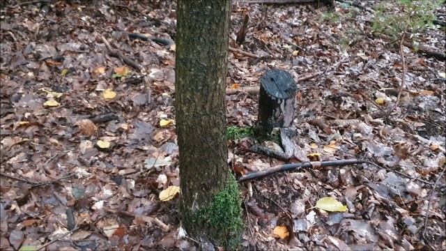 Houby 6.10.2022 - Houbové žně 2. část závěr..🍄👍👌🌲🌳